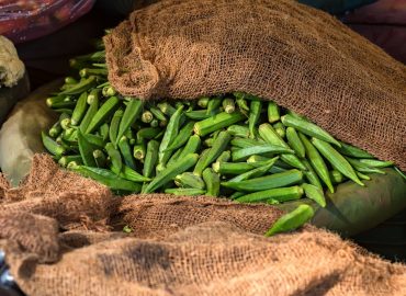 Bamya Nedir? Bamya Yetiştiriciliği Hakkında Her Şey